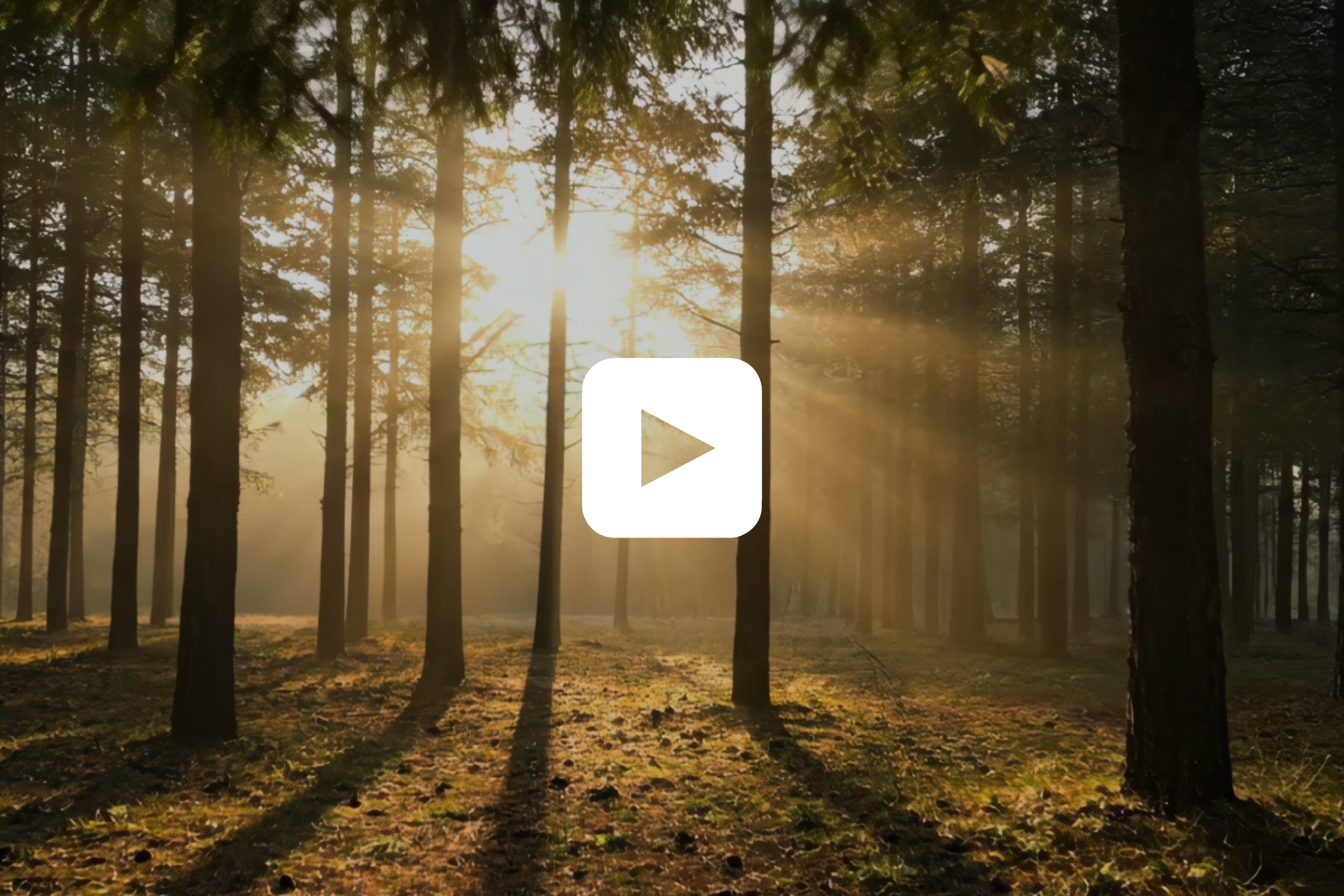 krullung-aurea-pergola